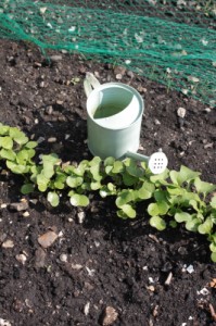 It's important to start small with a vegetable garden.