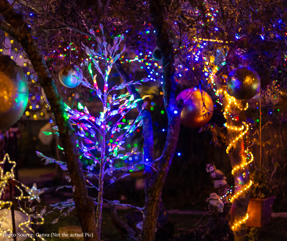 Trees with christmas lights 
