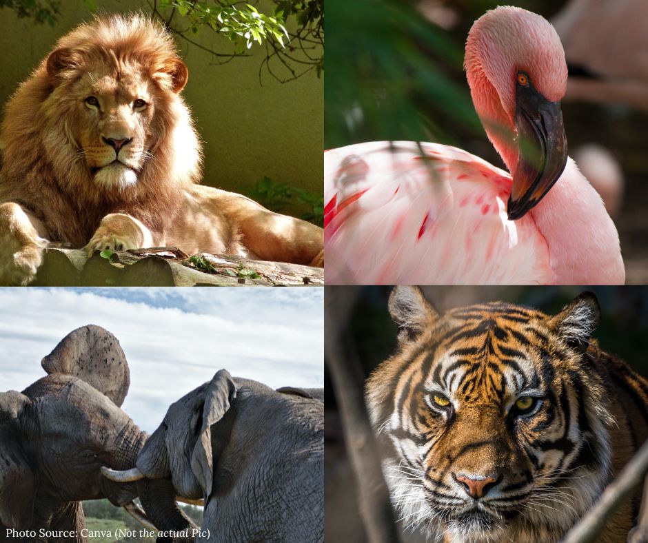 Zoo animals (Lion, Flamingo, Elephants and Tiger )