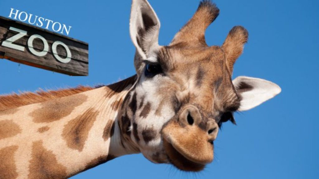 Giraffe in Houston Zoo. Summer Adventures in Katy and Houston Area
